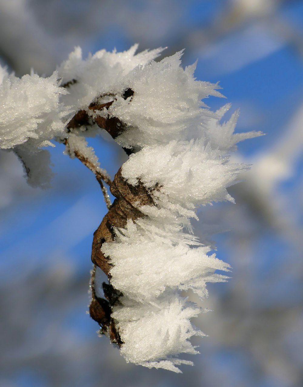 a close up of a branch with snow on it