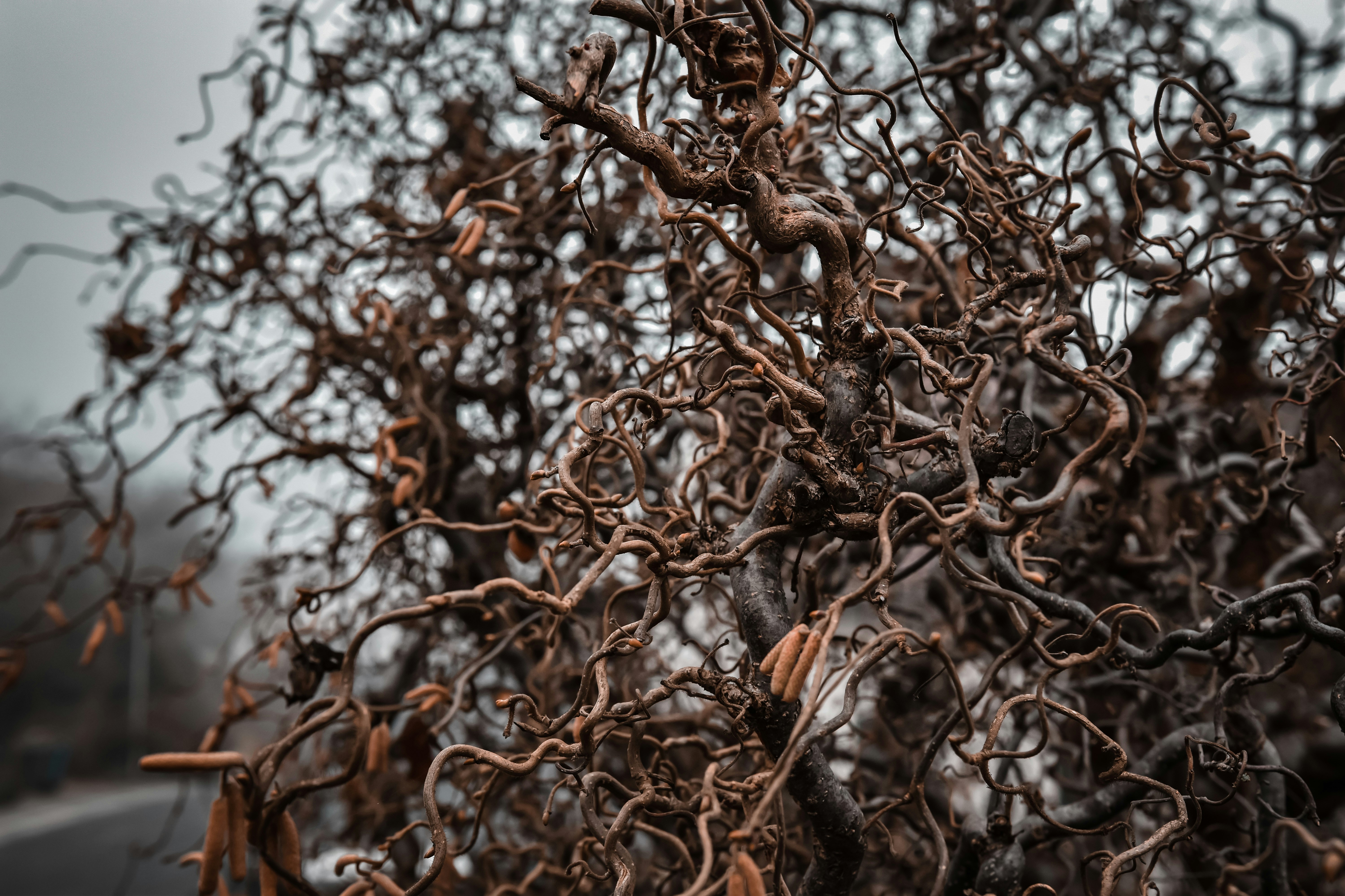 Photo by lauravalkyrja