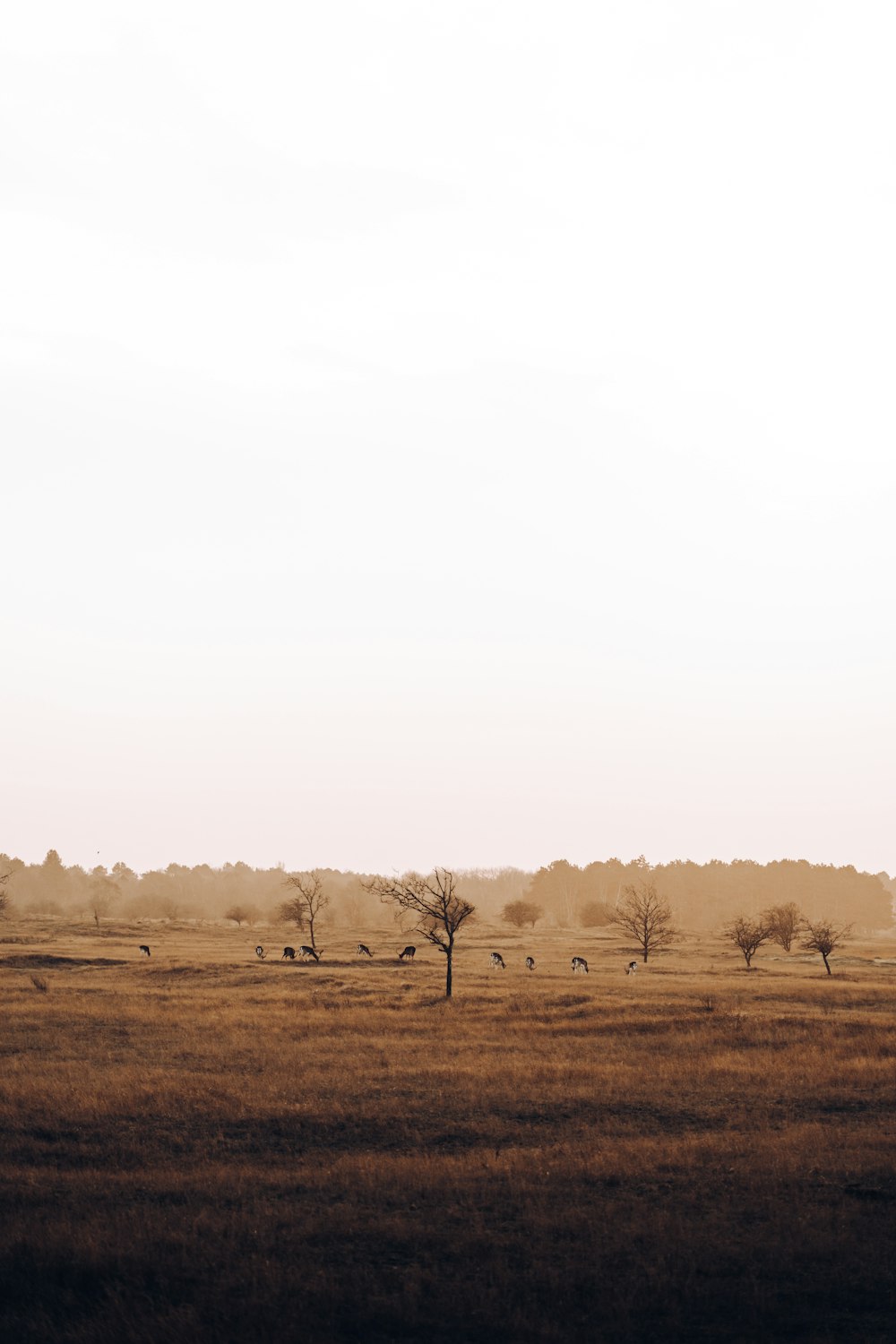 a herd of animals grazing on a dry grass field