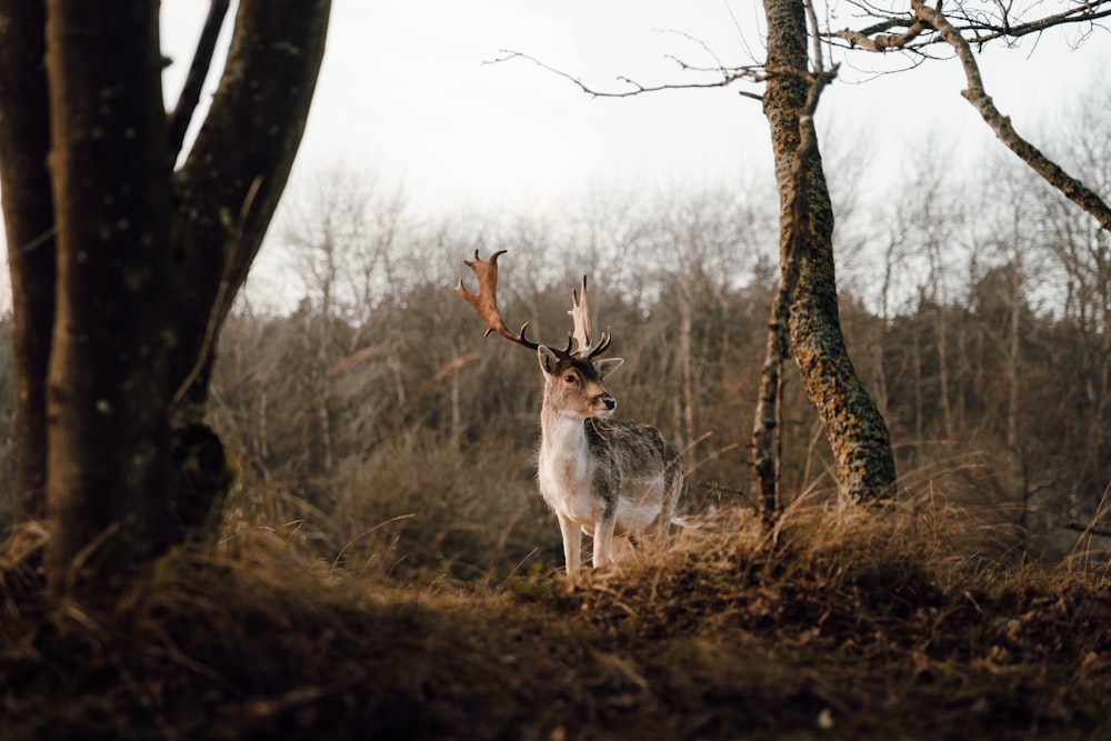 a deer standing in the middle of a forest