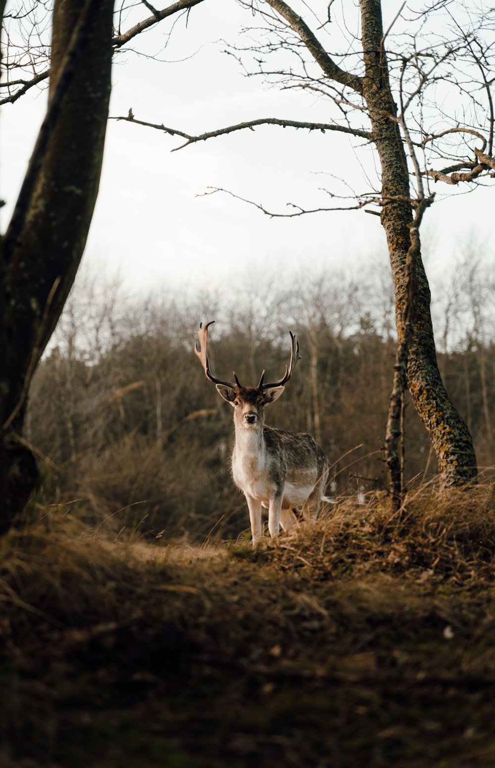 a deer standing in the middle of a forest