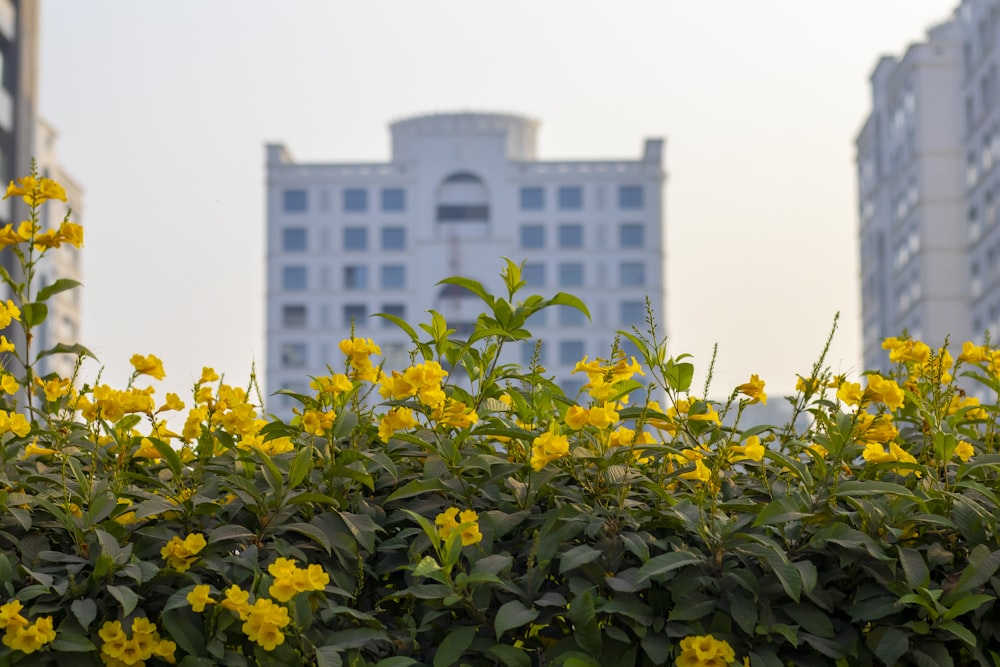 a bunch of yellow flowers in front of some buildings