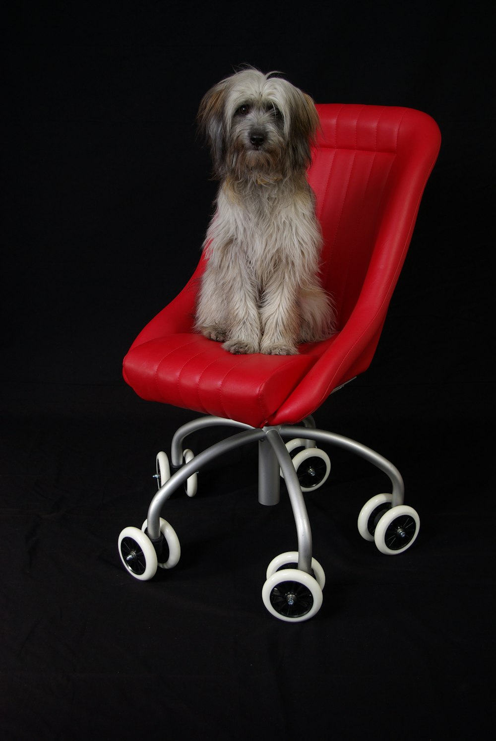 un petit chien assis sur une chaise rouge