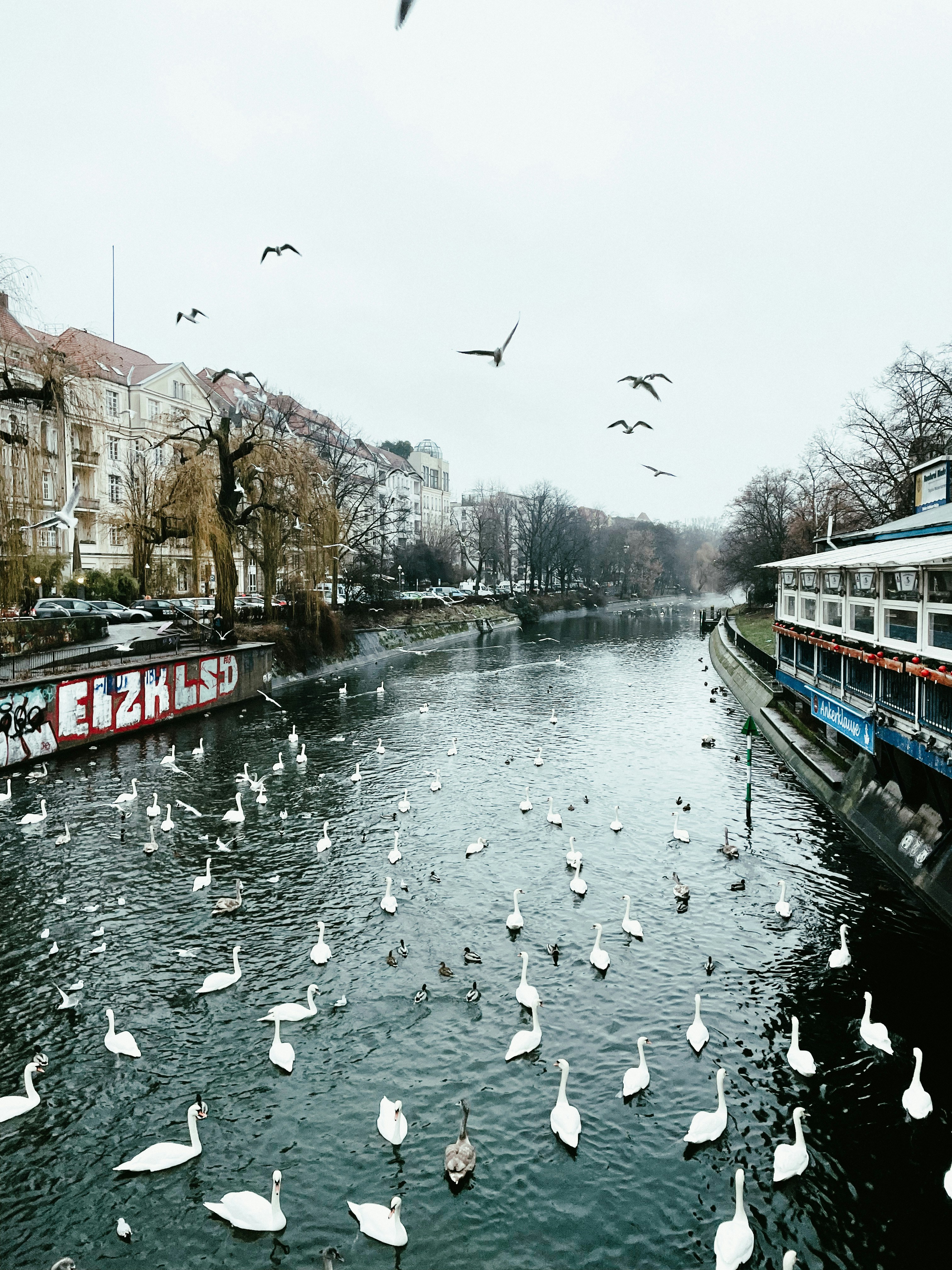 a bunch of birds that are in the water