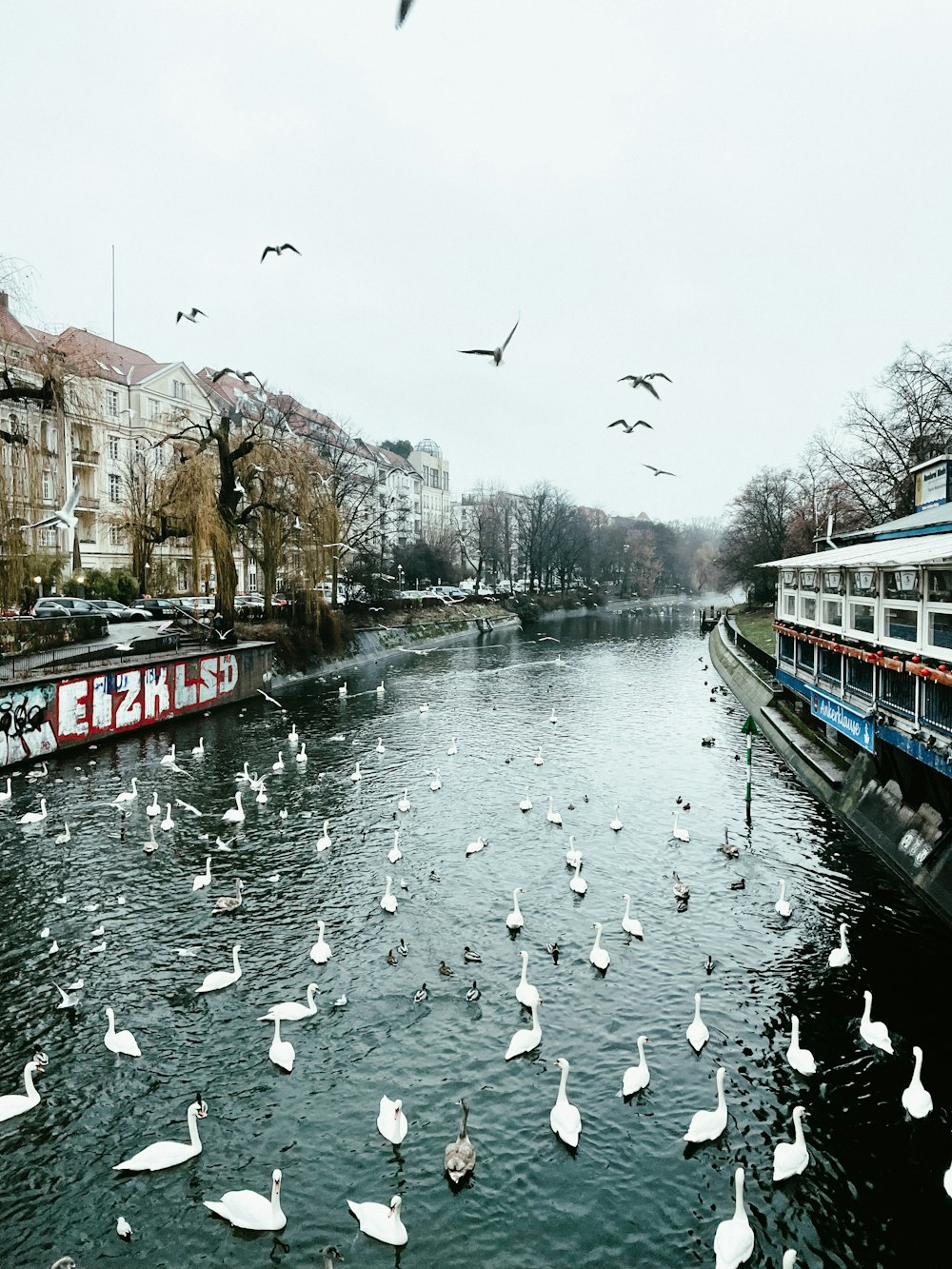 a bunch of birds that are in the water