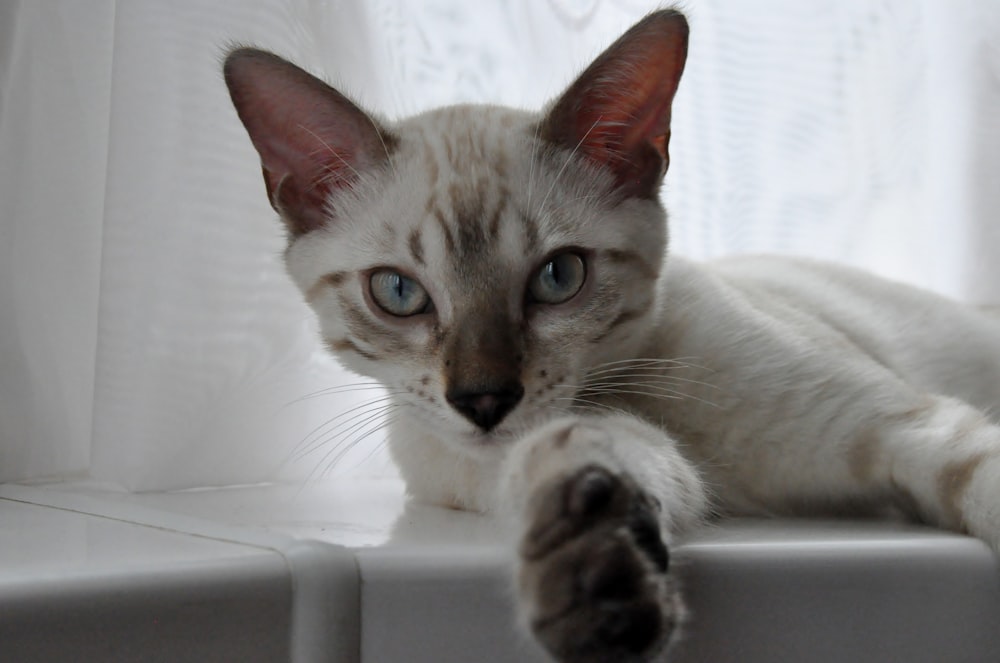 a white cat with blue eyes laying on a window sill