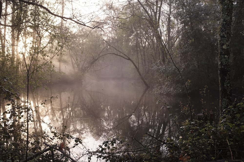 a body of water surrounded by trees and fog