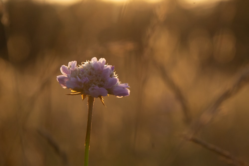 a purple flower in the middle of a field