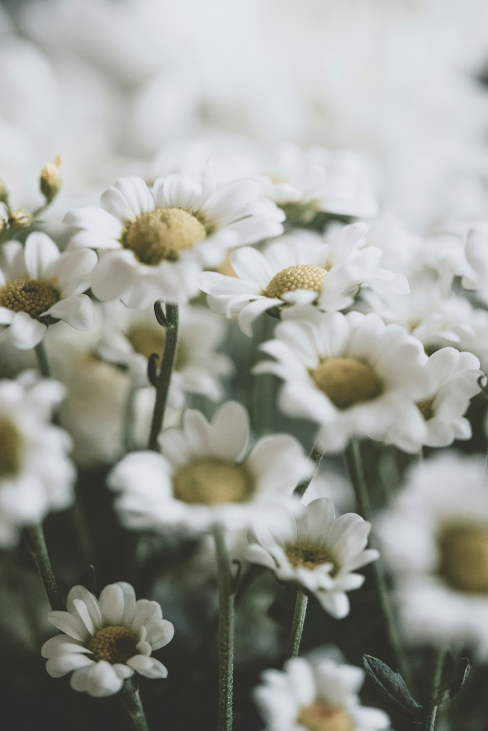 a bunch of white flowers with yellow centers