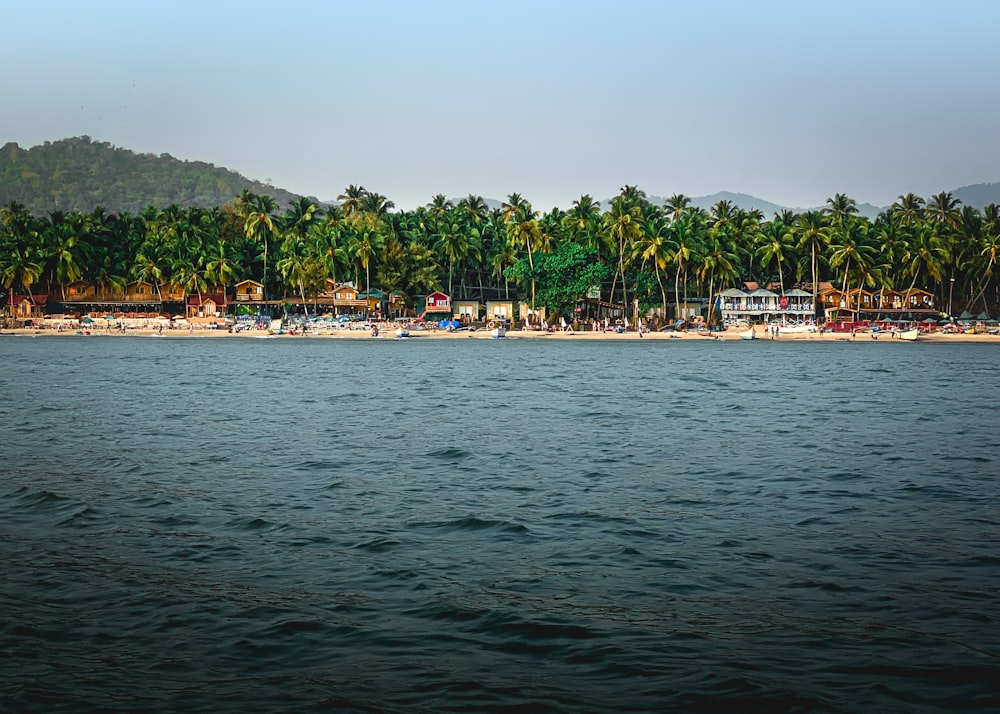 a body of water surrounded by palm trees