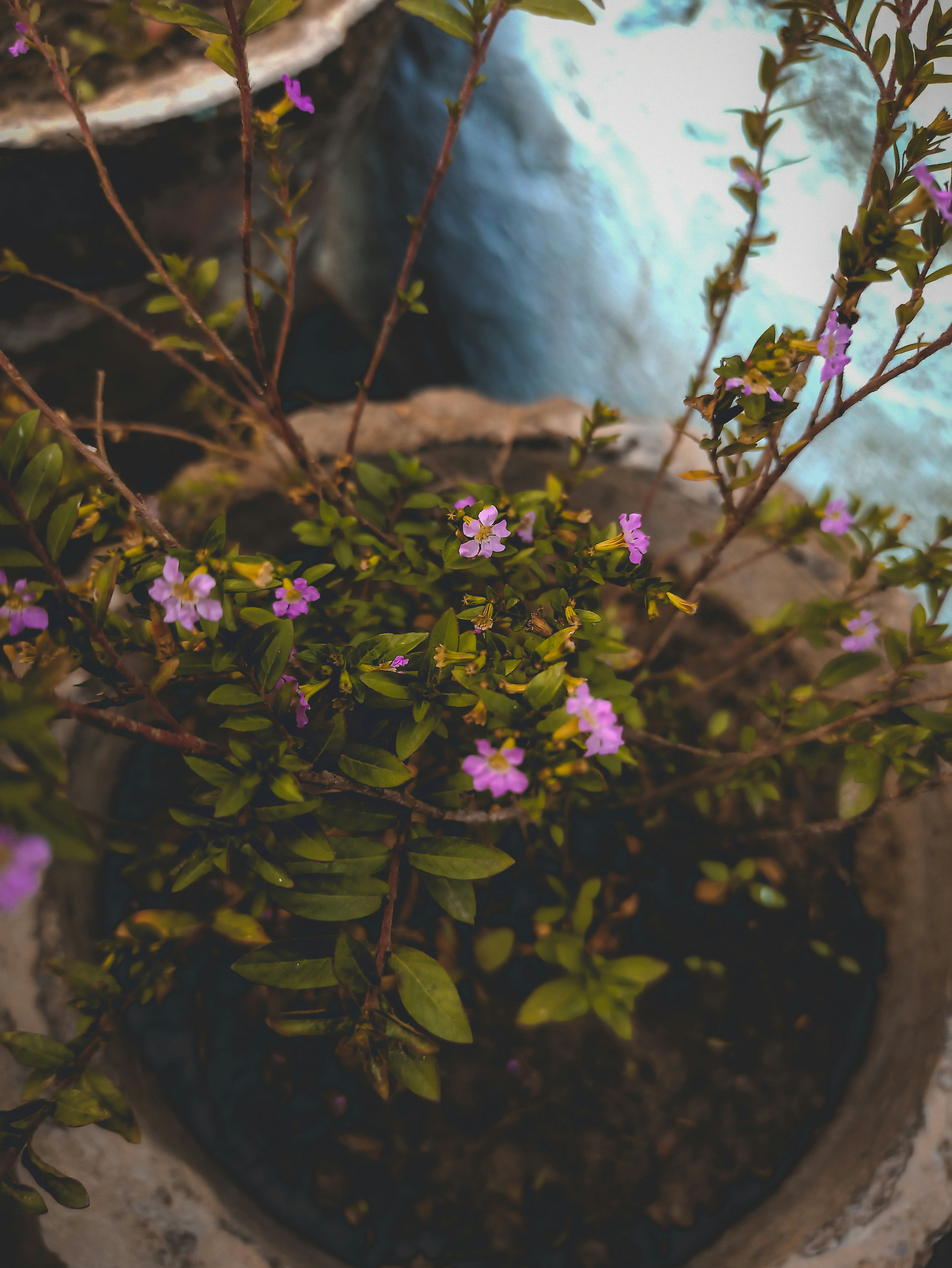 a plant with purple flowers in a pot