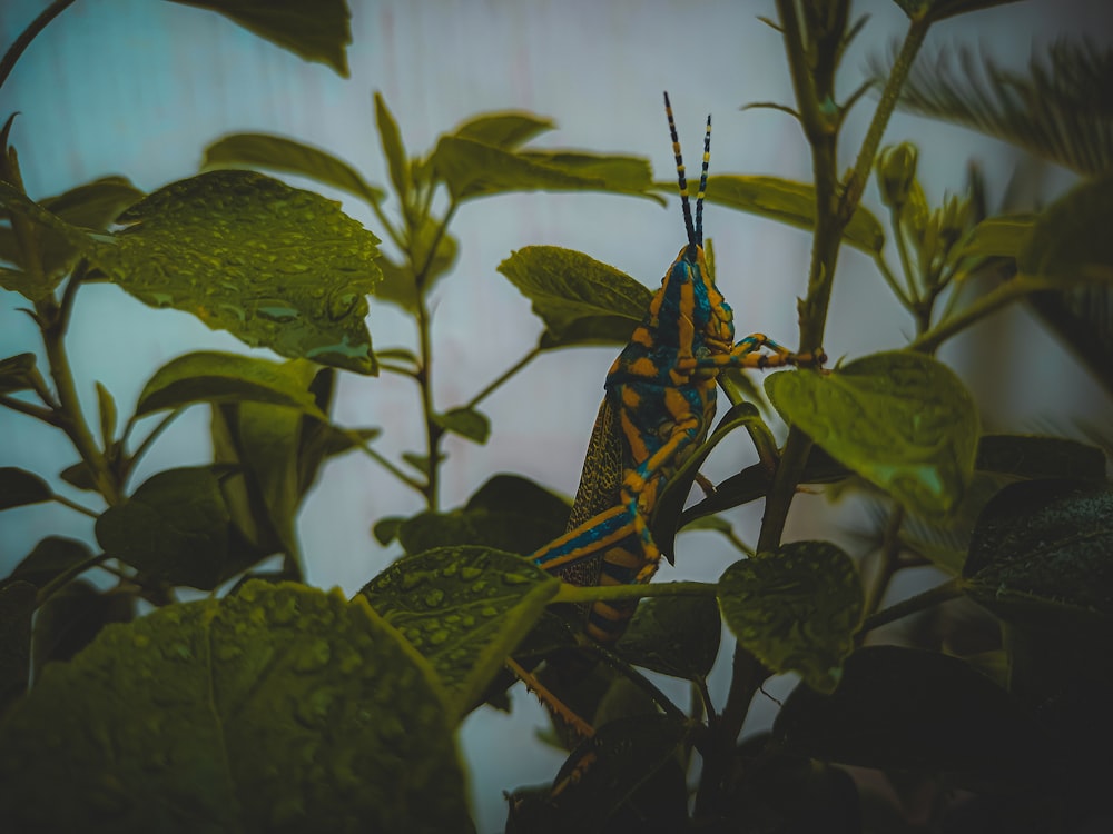 a close up of a bug on a plant