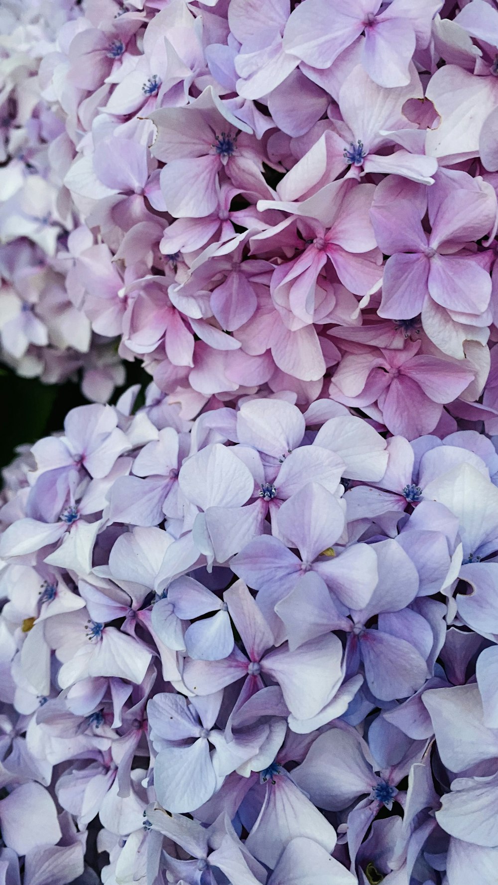 a close up of a bunch of purple flowers