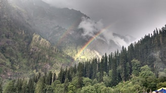 a rainbow in the middle of a forest