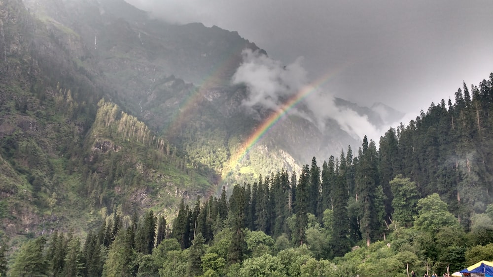 a rainbow in the middle of a forest