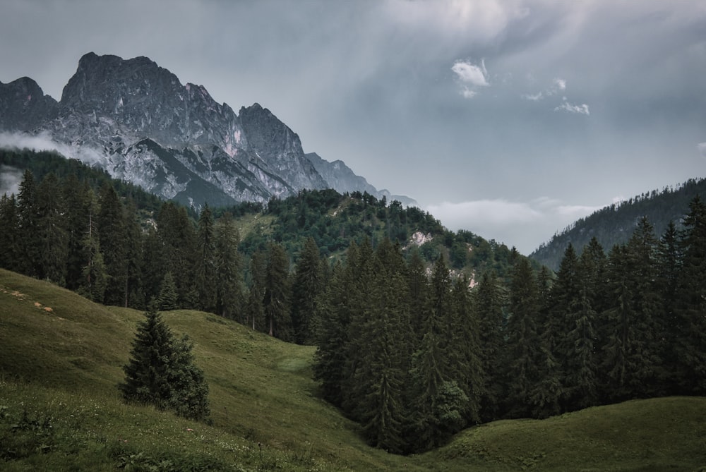 a grassy field with trees and mountains in the background