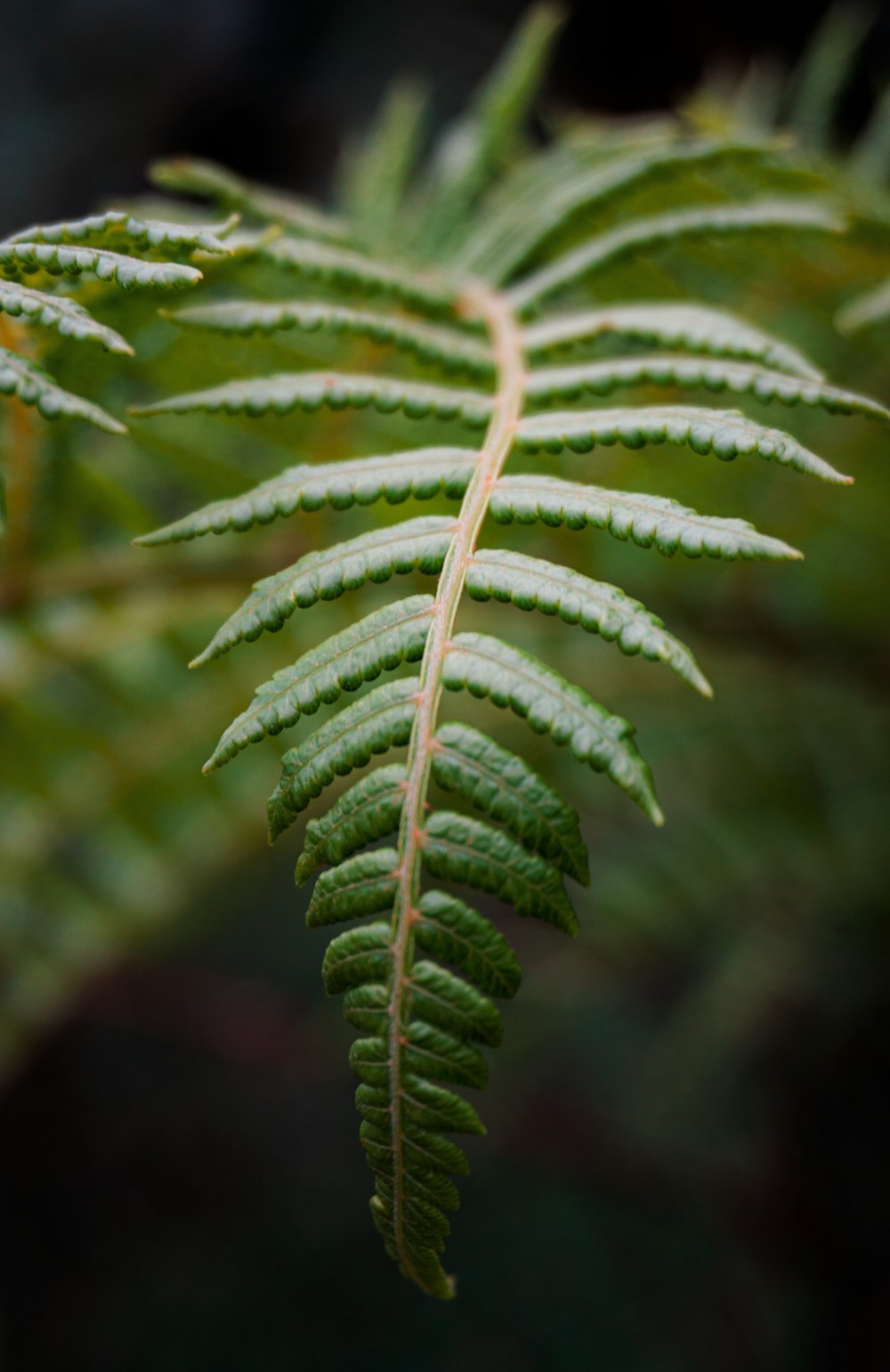 a close up of a green leaf on a tree