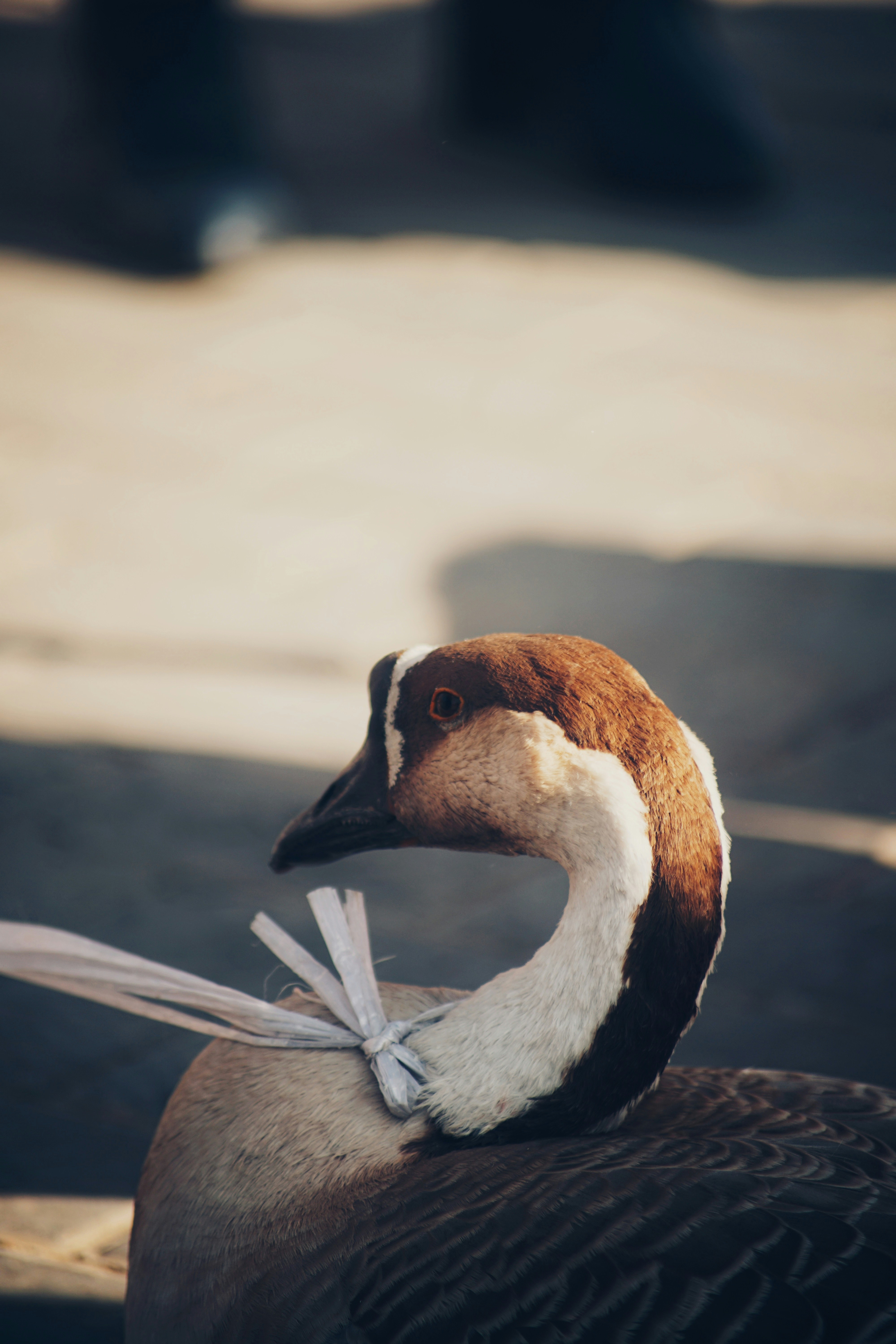 Photo by judahwester