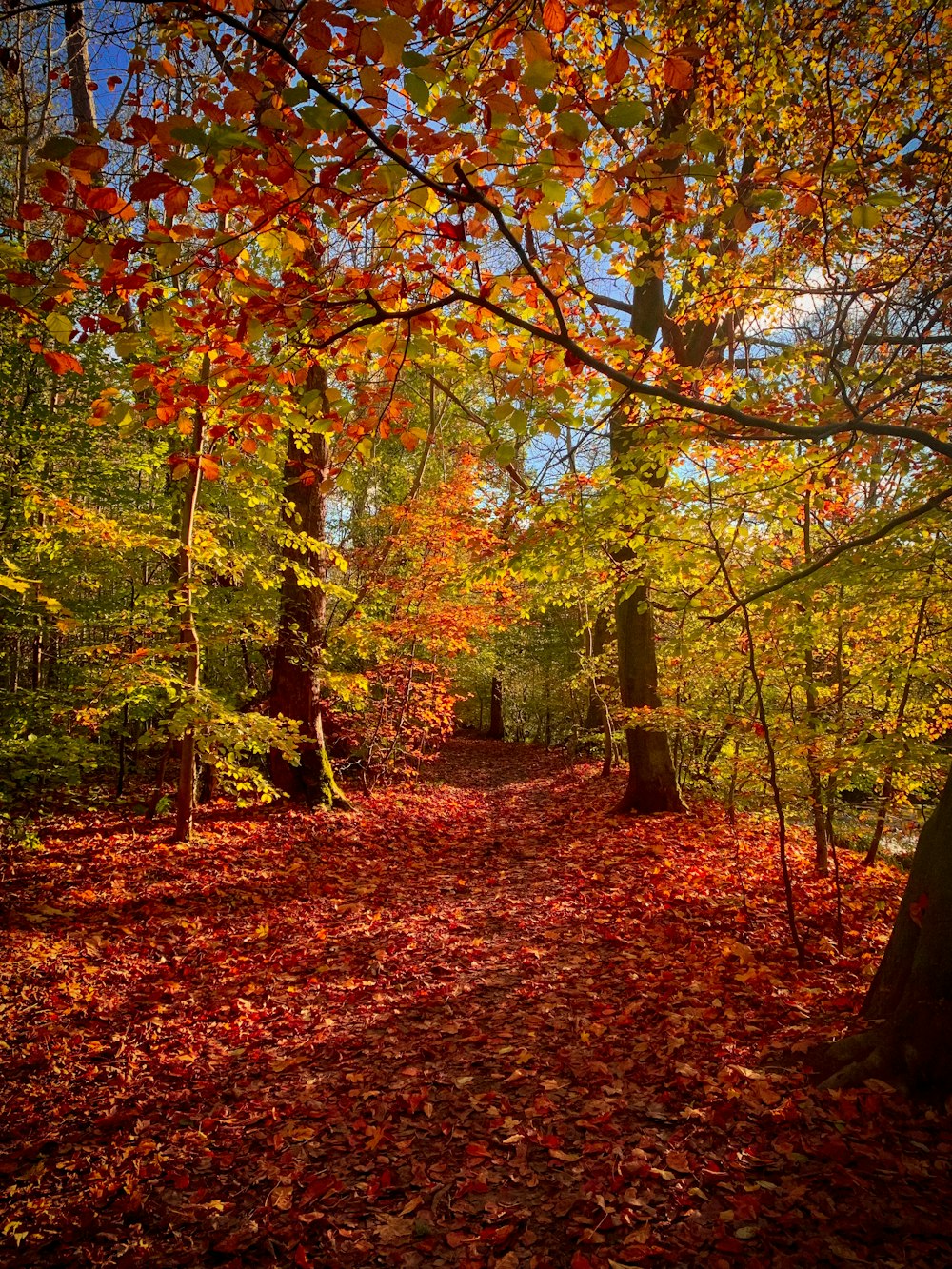 Ein Weg durch einen Wald mit vielen Blättern auf dem Boden