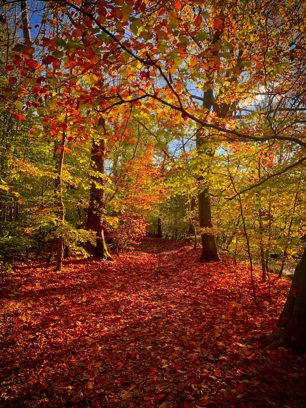 a path through a forest with lots of leaves on the ground