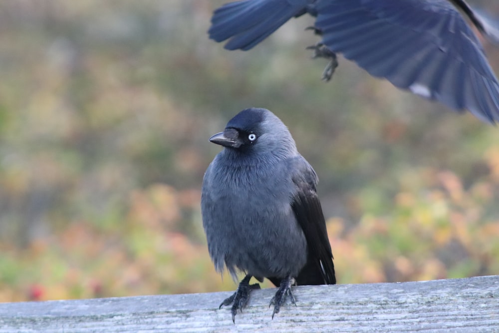 a black bird is standing on a wooden ledge