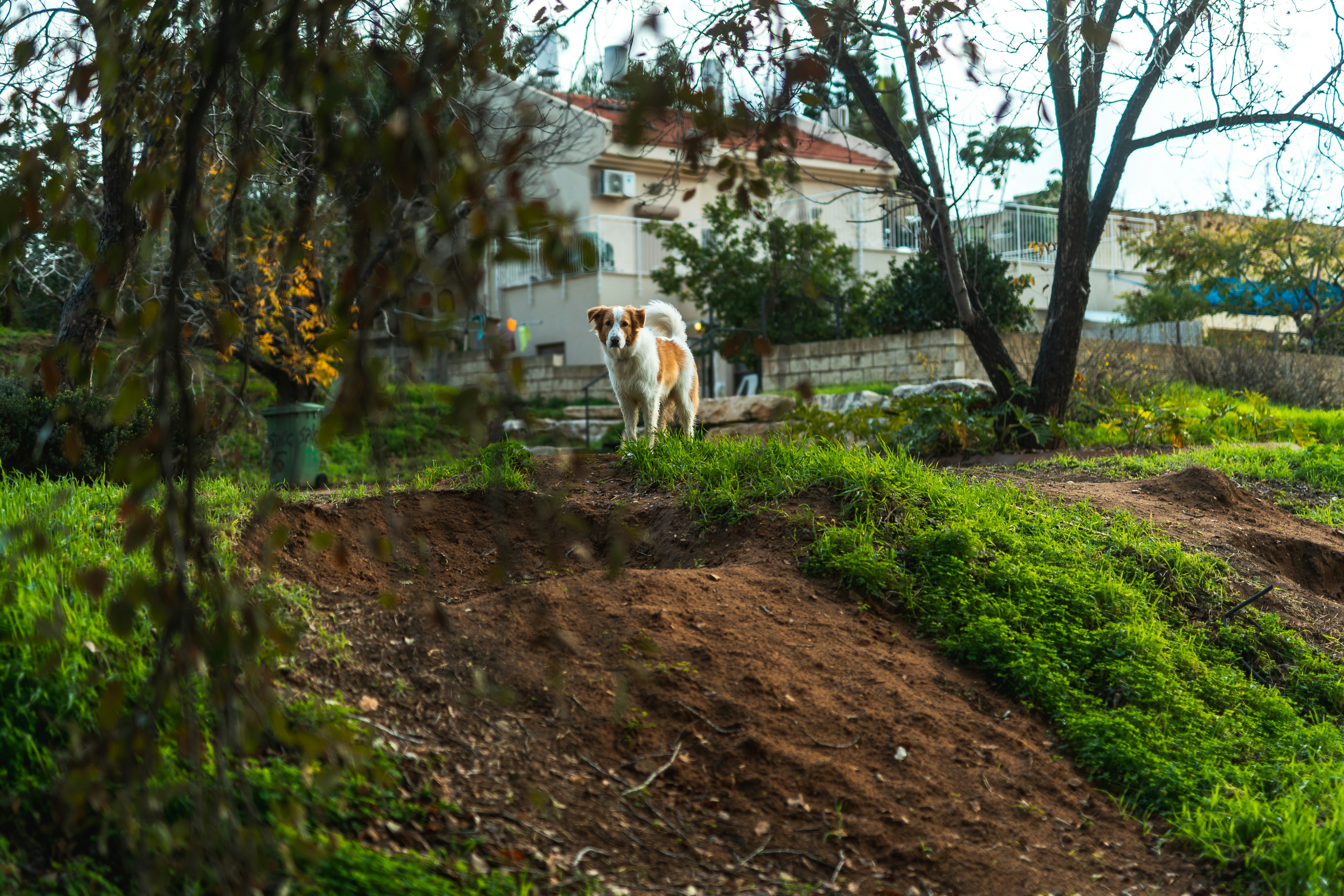 a cow standing on top of a lush green hillside