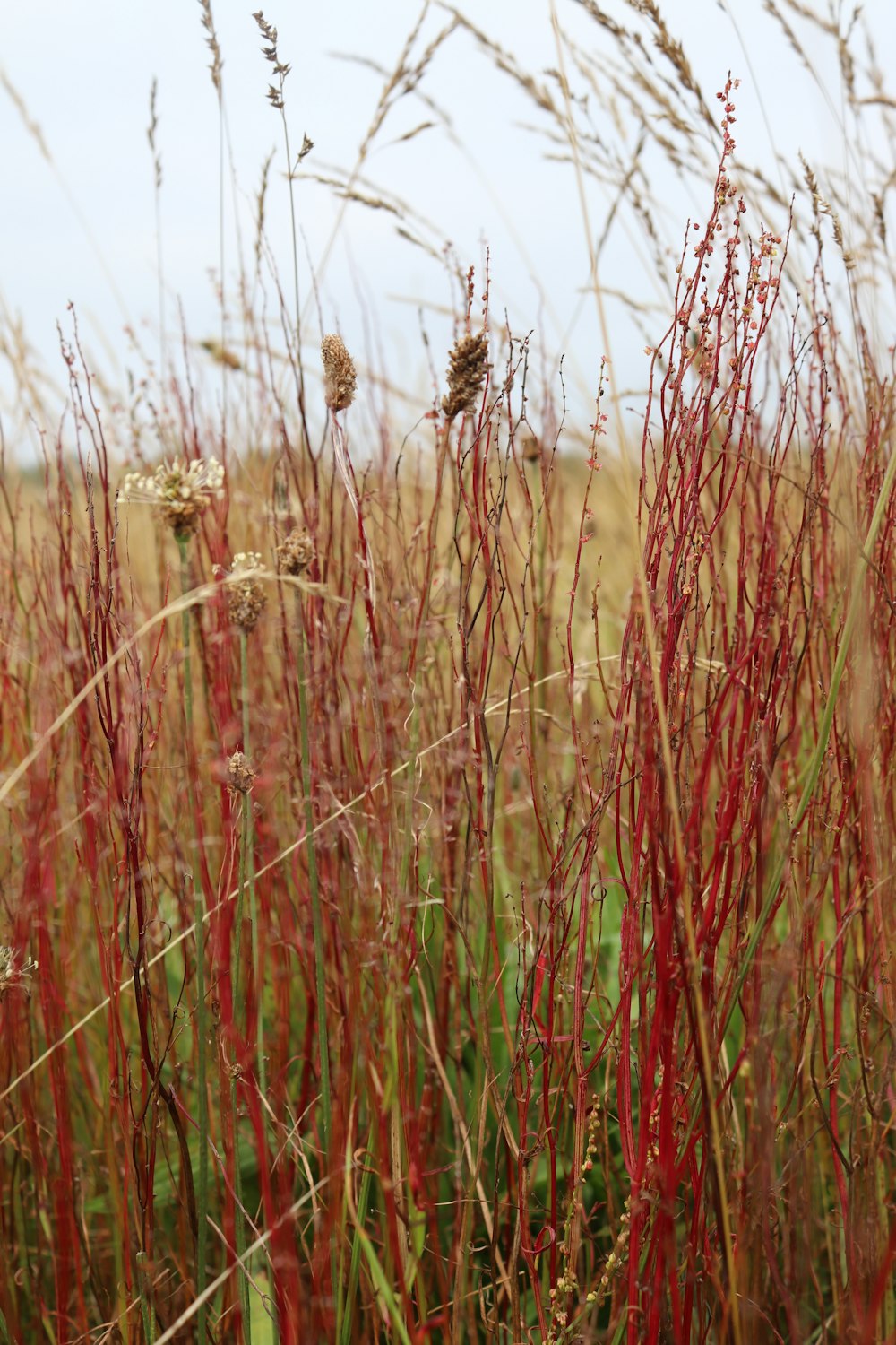 a field of tall red grass with a sky in the background