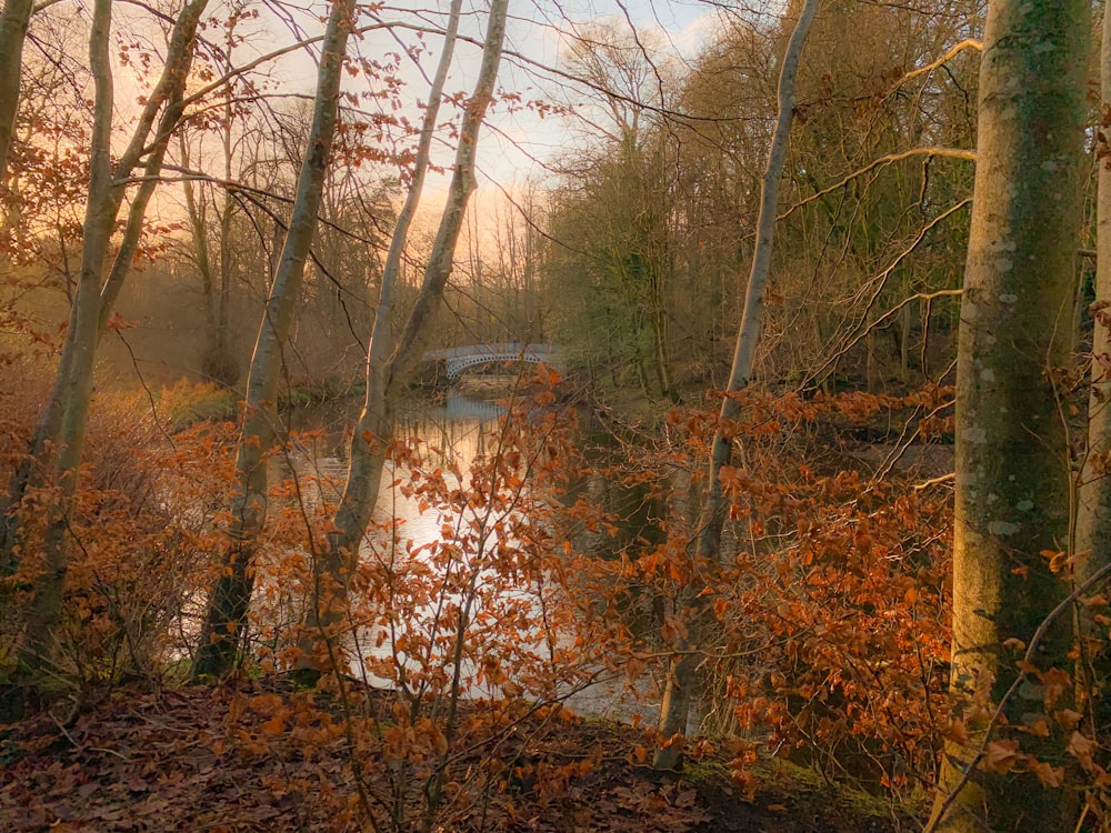 a river running through a forest filled with lots of trees