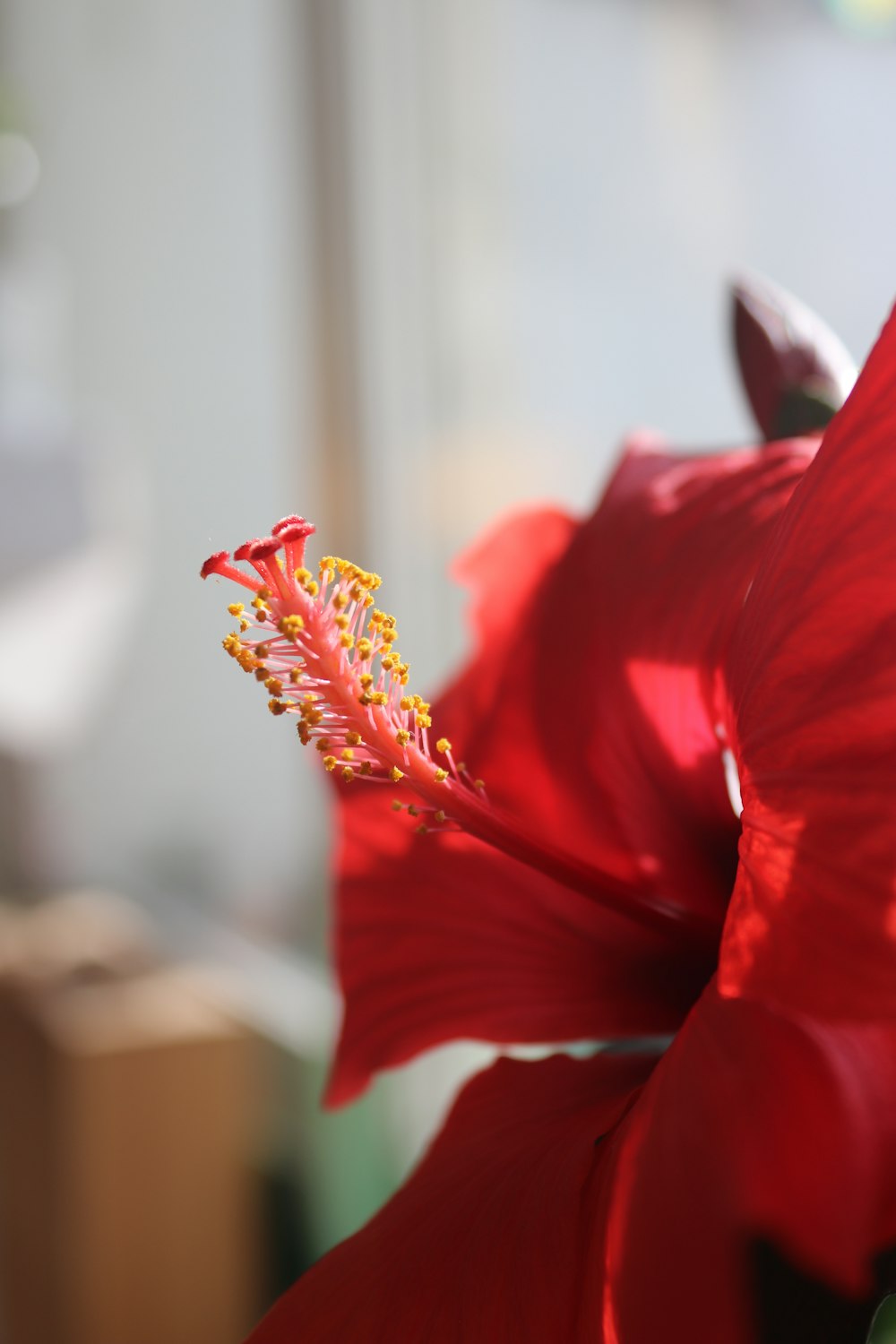 a close up of a red flower with a blurry background