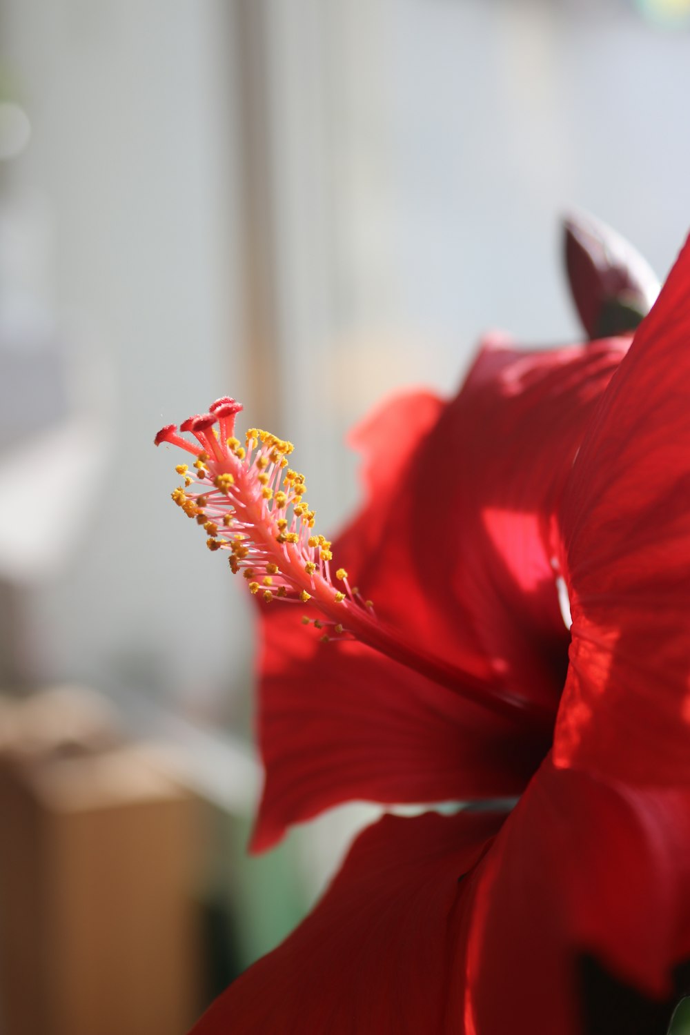 um close up de uma flor vermelha com um fundo desfocado