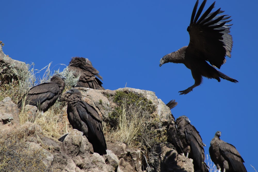 a group of vultures sitting on top of a rocky hill
