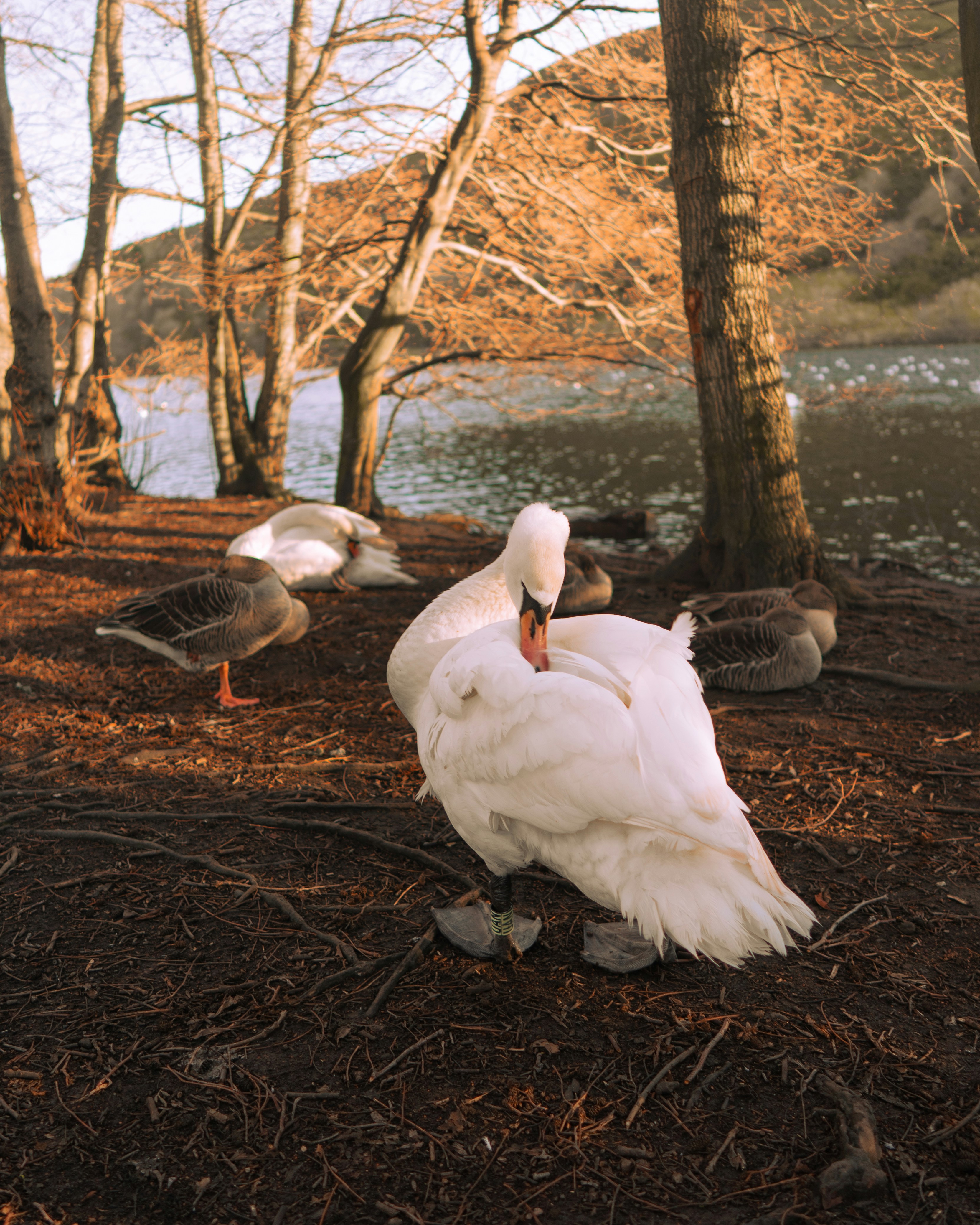 a flock of birds standing on top of a dirt field