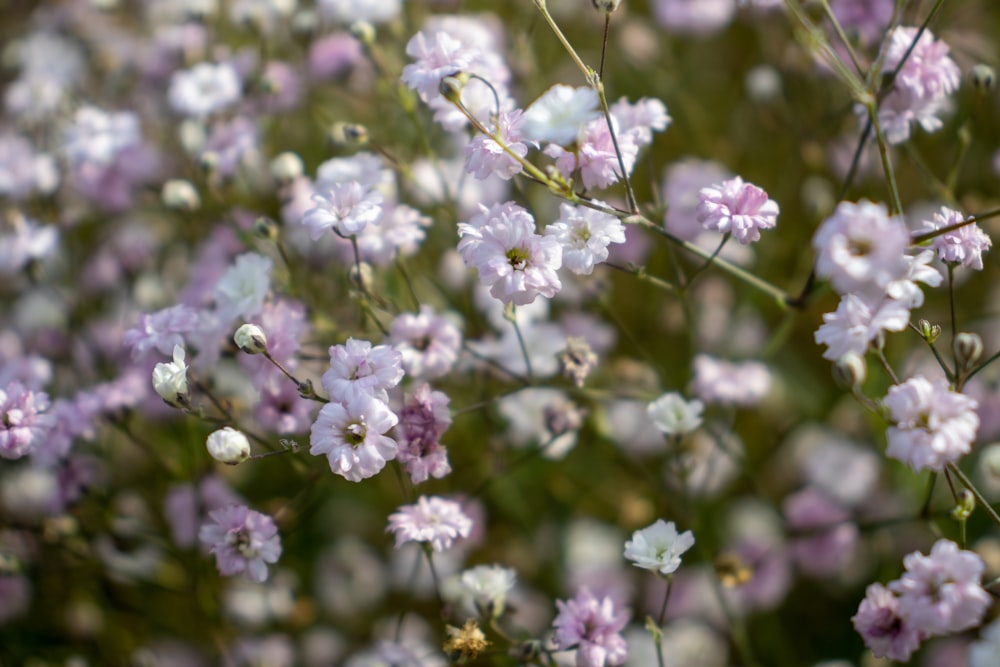 a bunch of small purple and white flowers