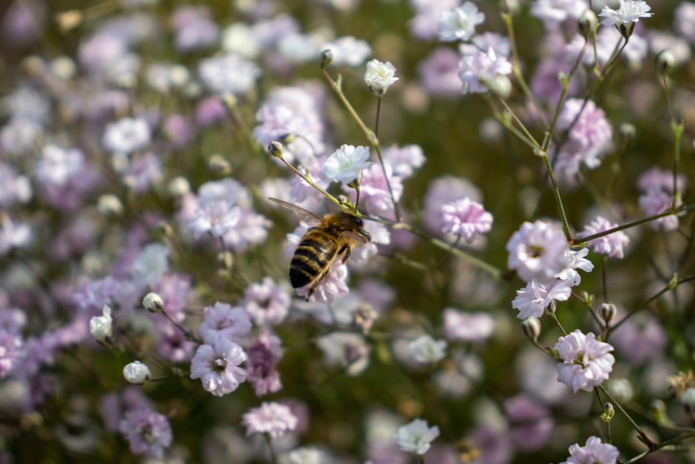 a bee that is sitting on a flower