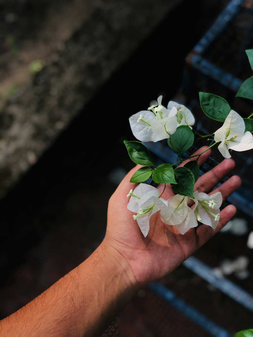 a hand holding a bunch of white flowers