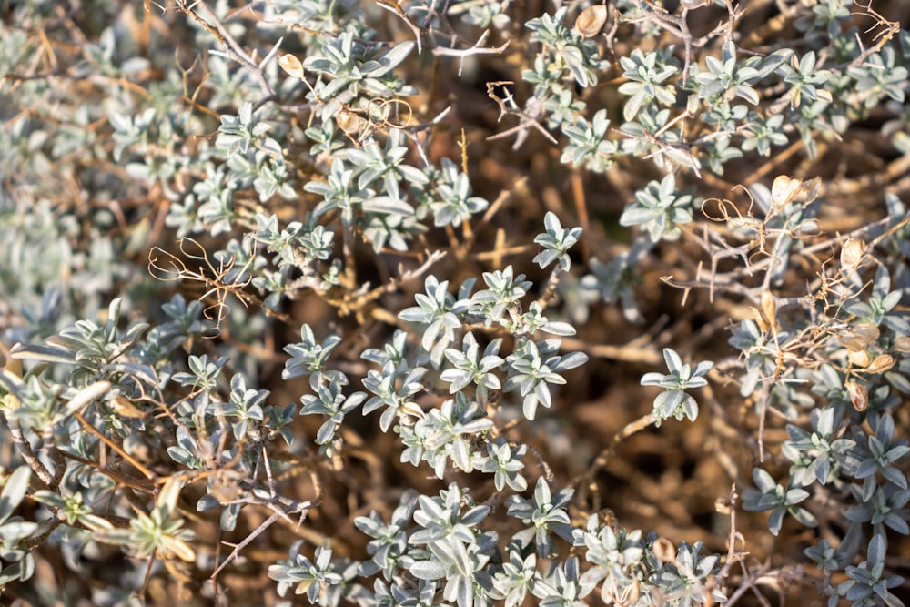 a close up of a plant with small white flowers