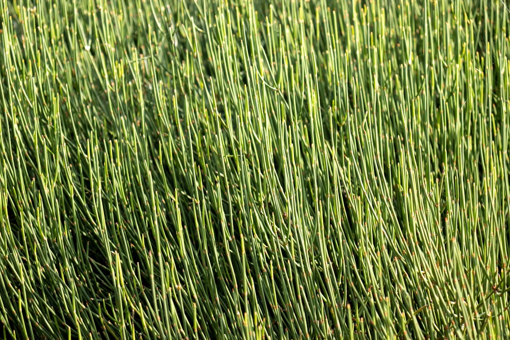 a close up of a field of green grass