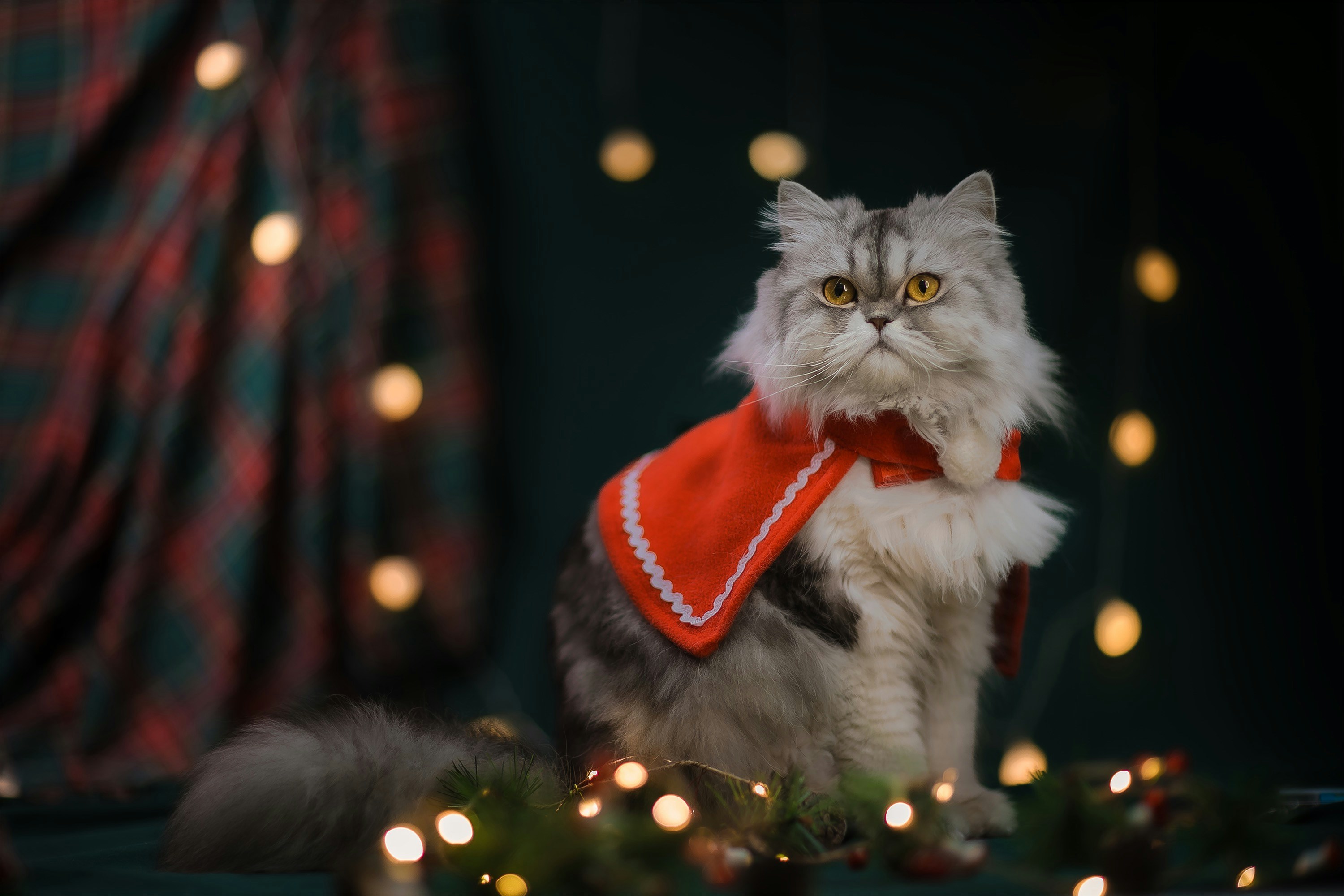 a cat with a red scarf around its neck