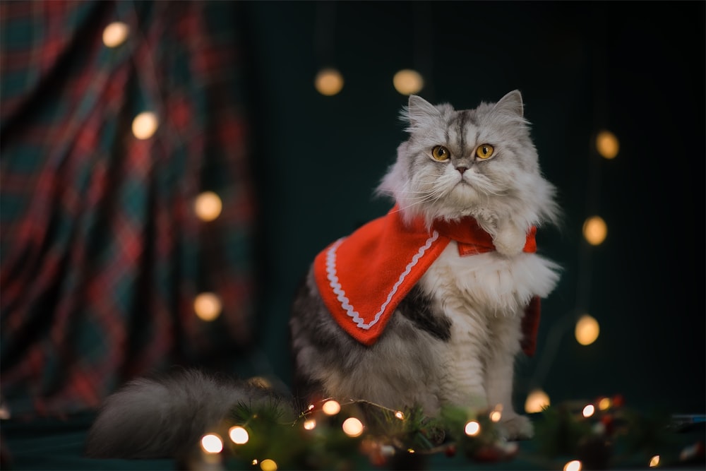 a cat with a red scarf around its neck