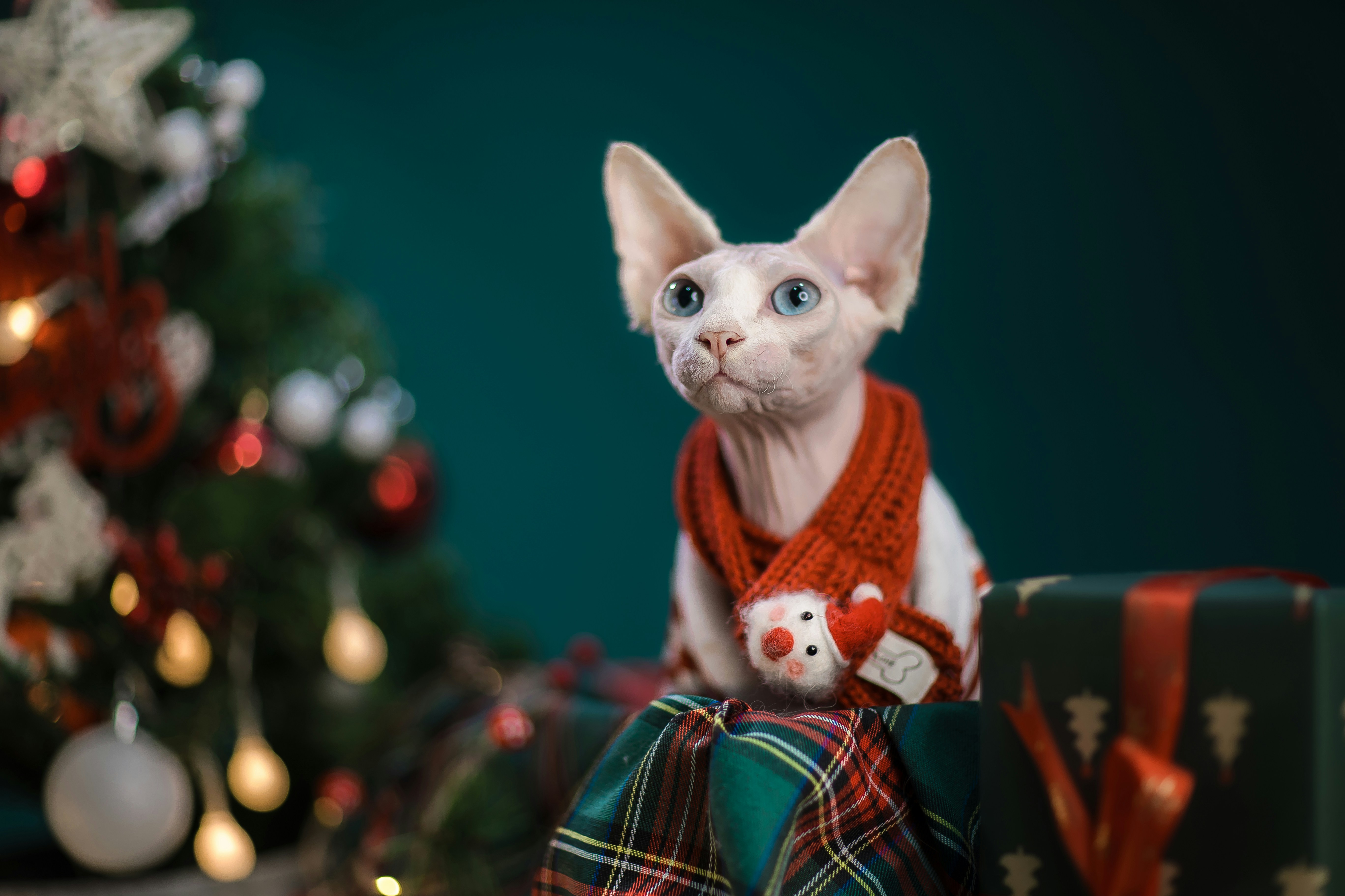 a white cat wearing a red scarf and a red teddy bear