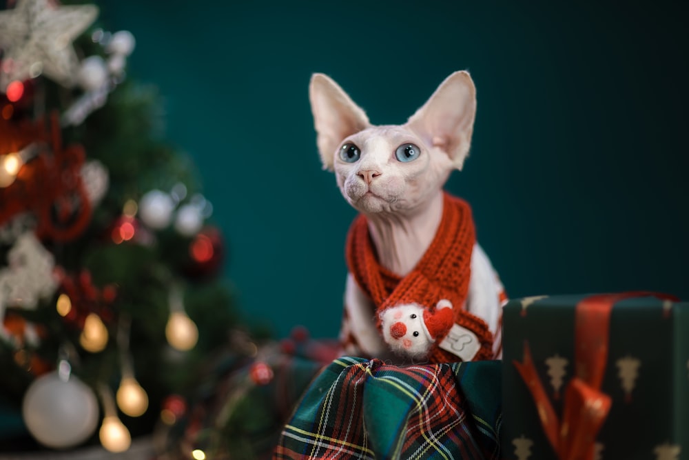 a white cat wearing a red scarf and a red teddy bear