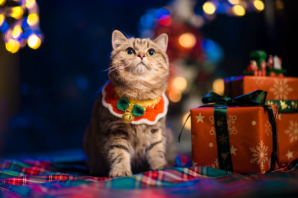 a cat sitting next to a pile of presents