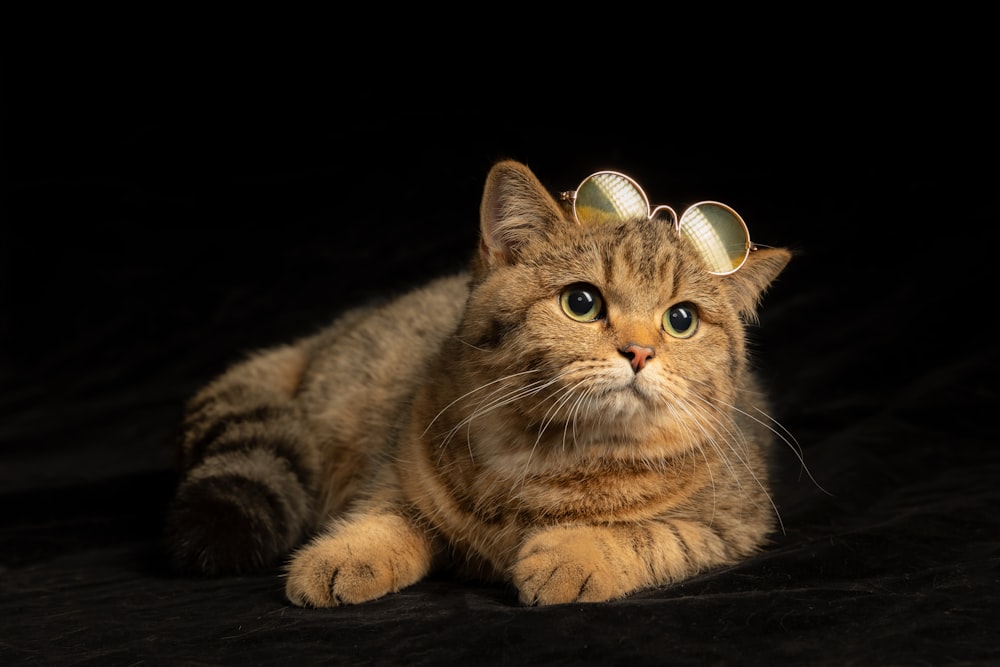 a cat with a pair of glasses on it's head