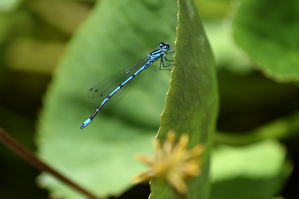 a blue dragonfly sitting on top of a green leaf