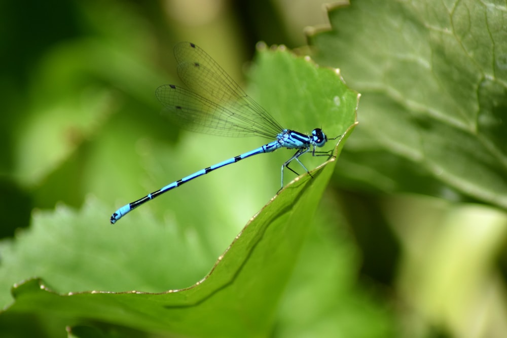 Una libélula azul sentada encima de una hoja verde