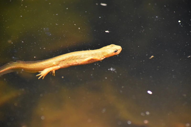 Marbled Newt (Triturus marmoratus) in natural habitat