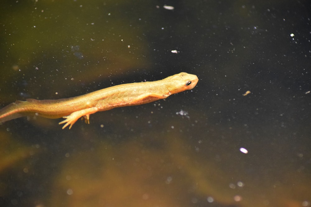 Un pequeño pez amarillo flotando sobre un cuerpo de agua