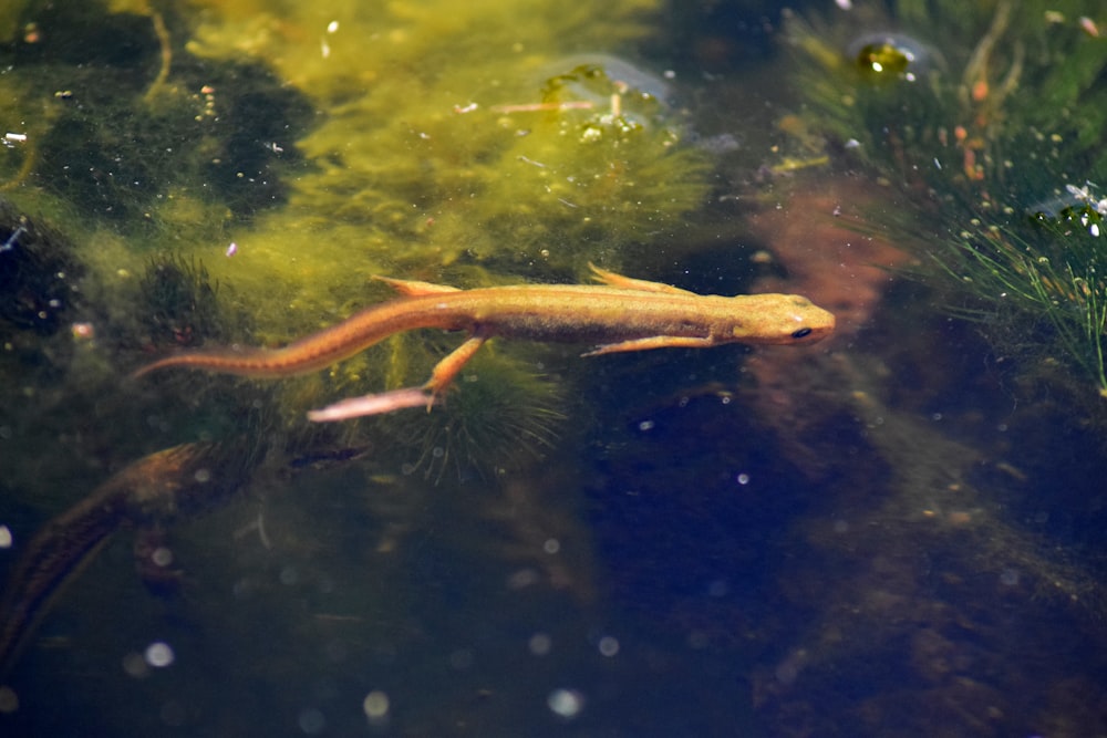 a small fish swimming in a pond of water