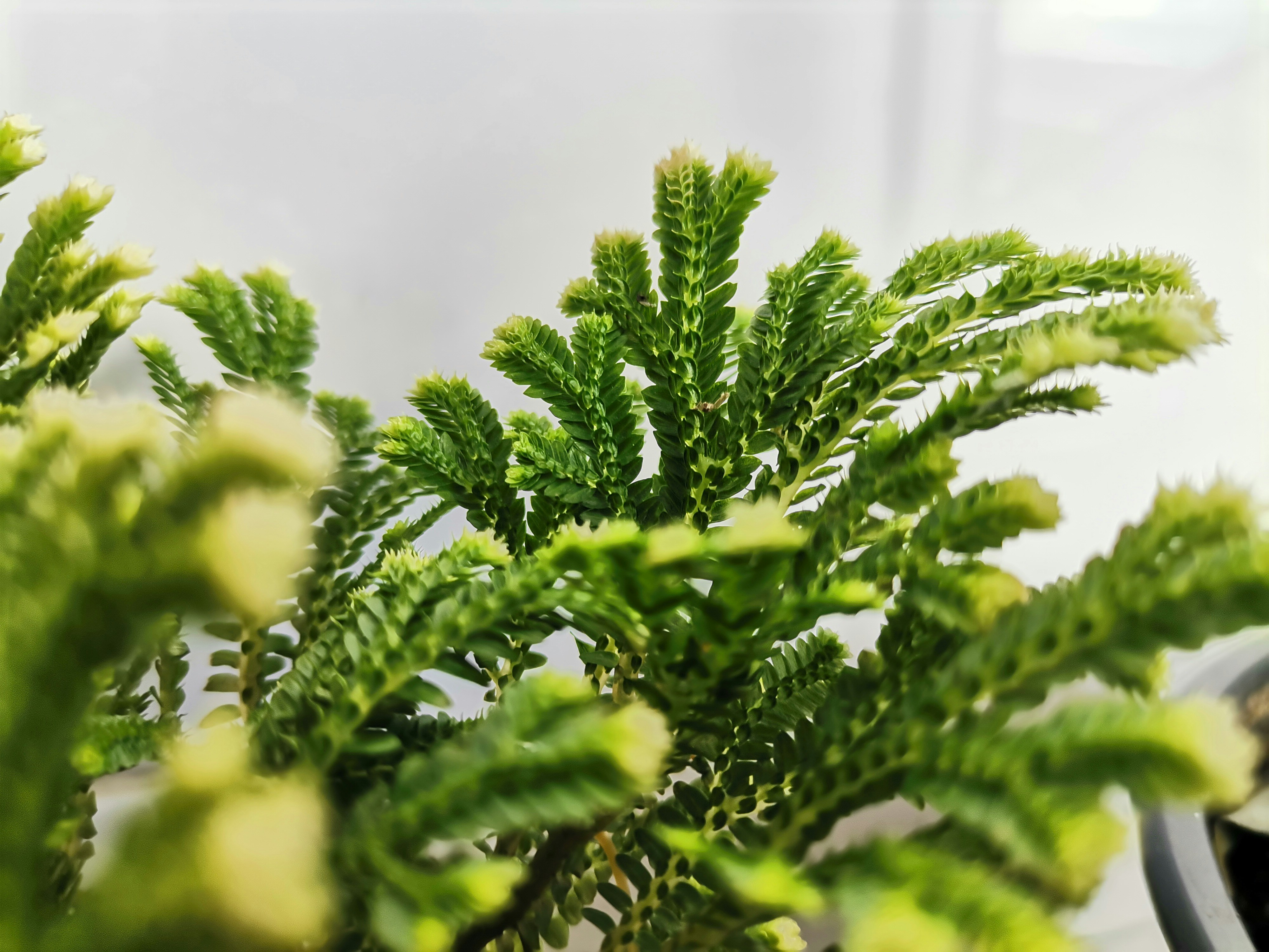 Choose from a curated selection of green wallpapers for your mobile and desktop screens. Always free on Unsplash.
