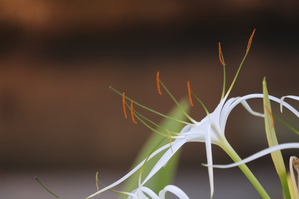 a close up of a white flower with a blurry background